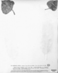 Mycosphaerella populi image